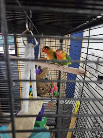 Image 4 of Pair of love birds with new cage