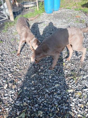 Image 2 of Jaz and Gem 3 year old KC reg silver Labradors