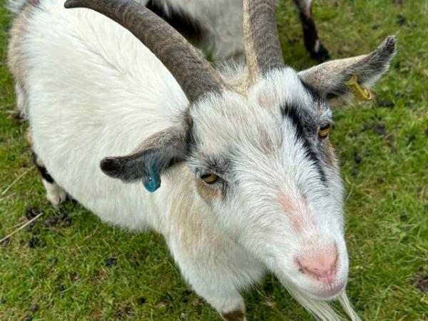 Image 5 of 3 year old friendly male wethered Pygmy goats