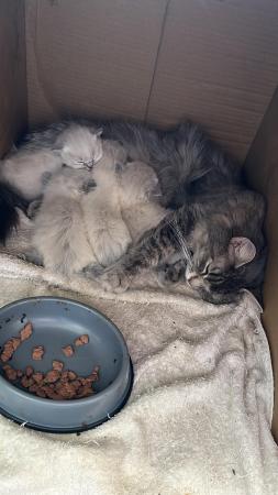 Image 5 of 4 beautiful pure ragdoll kittens