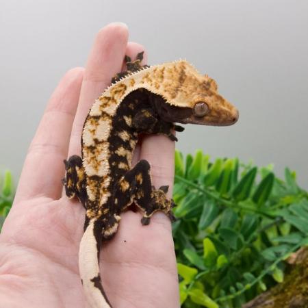 Image 3 of High End - High Contrast Jet Black Male Crested Gecko