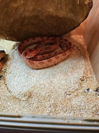 Image 5 of Breeding pair corn snakes looking for new home