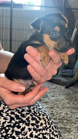 Image 6 of Jack Russell puppies for sale (only 4 boys left)