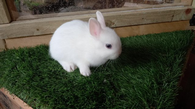 Image 3 of Cute Blue Eyed white Netherland Dwarf bunnies
