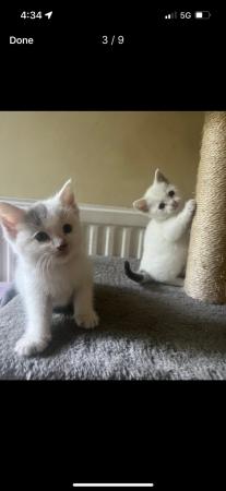 Image 7 of Beautiful white and grey farmhouse kittens