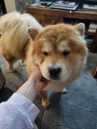 Image 5 of Beautiful female chow chow