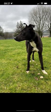 Image 1 of 7month old bull x grey lurcher