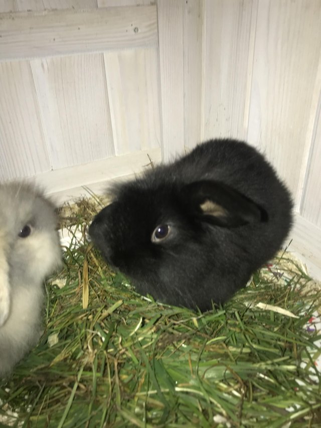 Preview of the first image of Mini lop x Lionhead rabbits.