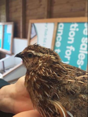 Image 1 of Quails - 4 Month old Japanese & italian quails for sale
