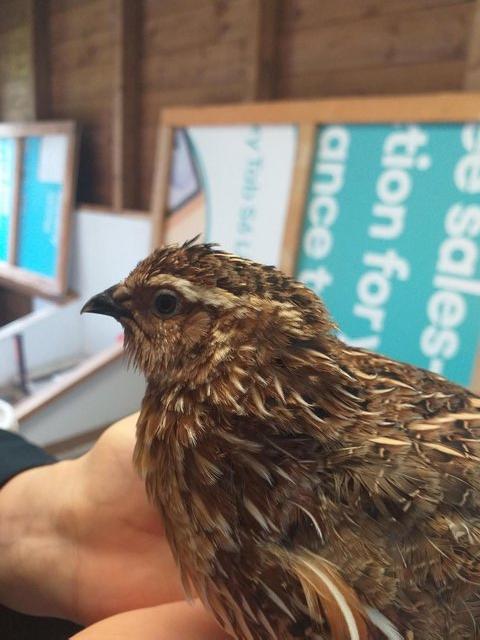 Preview of the first image of Quails - 4 Month old Japanese & italian quails for sale.