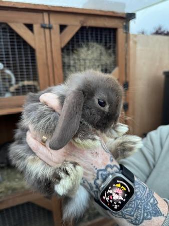 Image 2 of 3 months old mini lop bunnies
