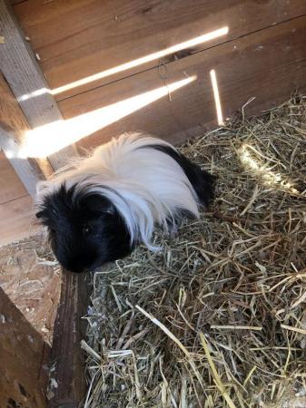 Image 5 of Long Haired Guinea pig with indoor cage