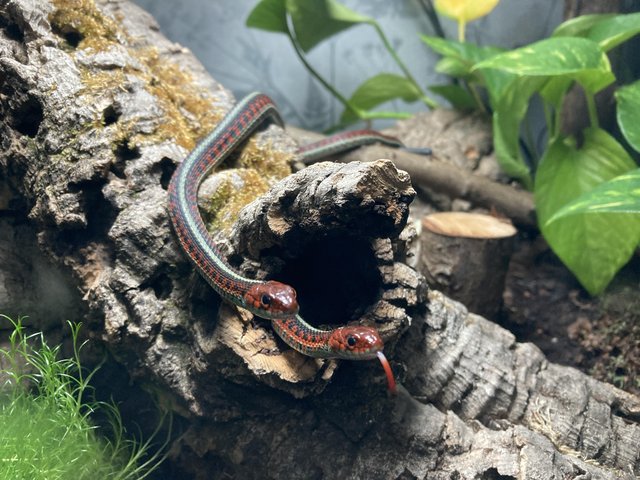 Preview of the first image of 2 red sided garter snakes with full set up.