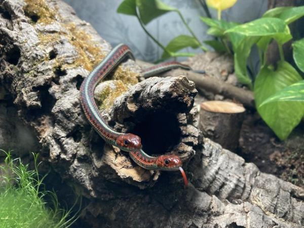Image 1 of 2 red sided garter snakes with full set up