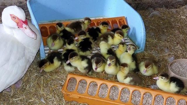 Image 2 of Adorable fluffy Muscovy ducklings for sale