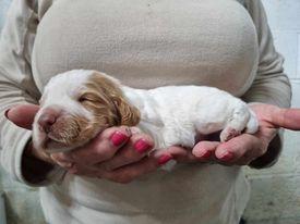Image 5 of KC registered Cocker Spaniel pups for sale