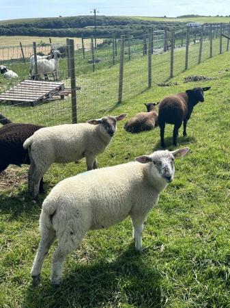 Image 1 of 20 Lambs for sale - Llyen and Suffolk X Dutch Spotted