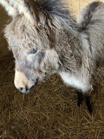 Image 3 of 2 year old stallion miniature donkey