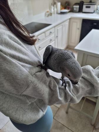 Image 4 of African Grey Baby hand reared
