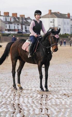 Image 2 of Dottie 15.3hh Thoroughbred bay mare QUICK SALE NEEDED