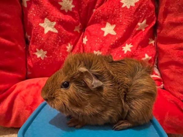 Image 4 of Young attractive male guinea pig for sale