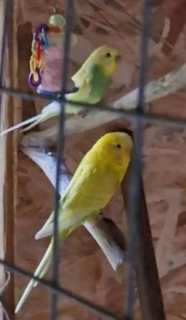 Image 4 of 12 weeks old baby budgies male & female available now