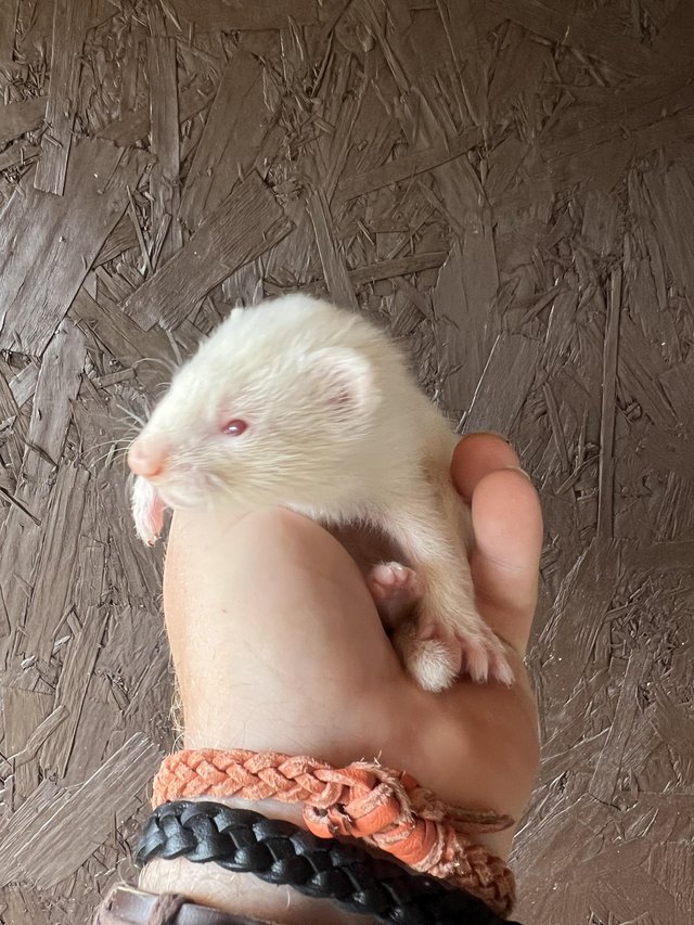 Preview of the first image of Albino ferret kits girls / boys.