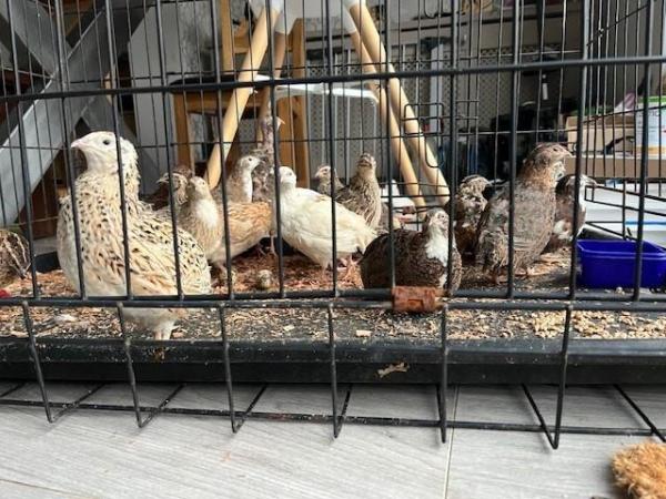 Image 3 of Quails for sale Leicestershire