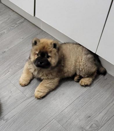 Image 9 of Ready now Kc Chowchow Puppies