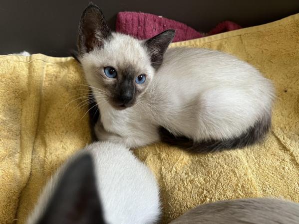 Image 11 of Adorable 100% pure Siamese kittens available