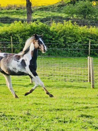 Image 3 of Stunning Homozygous Tobiano American Paint Filly