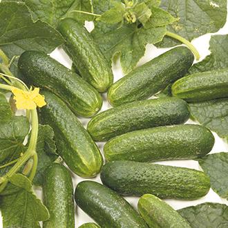 Image 1 of 1 x Gherkin plant £3 or 2 plants for £5