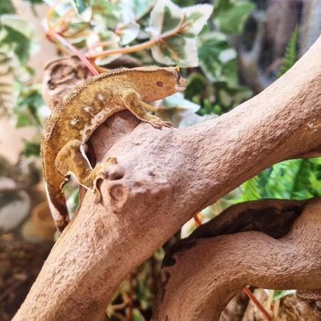 Image 25 of Gecko's Gecko's Geckos!
