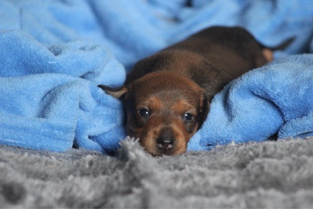 Image 8 of Gorgeous Miniature Dachshund Puppies