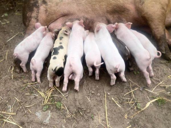 Image 2 of Piglets available 27th July onwards 14 left now