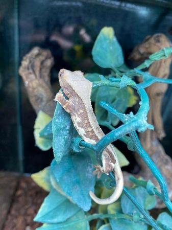 Image 5 of Baby lily white crested geckos £130 Each