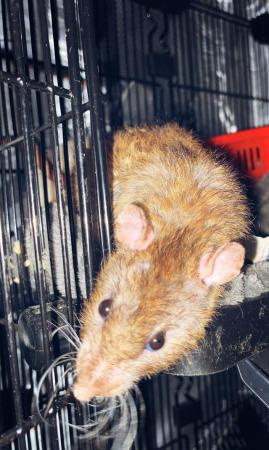Image 4 of Male & Female rats looking for forever homes!