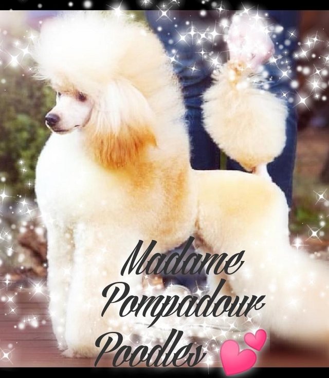 Preview of the first image of Madame Pompadour Poodles... RESERVE NOW.