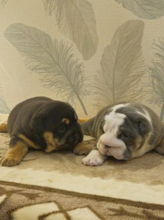 Image 6 of English Bulldog Puppies, Blue & Tan, Blue & White For Sale