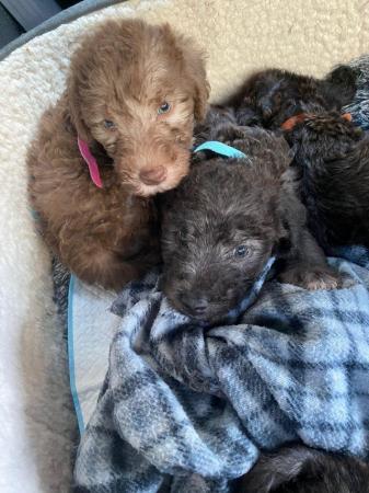 Image 2 of 6 week old bedlington pups ready for their forever homes