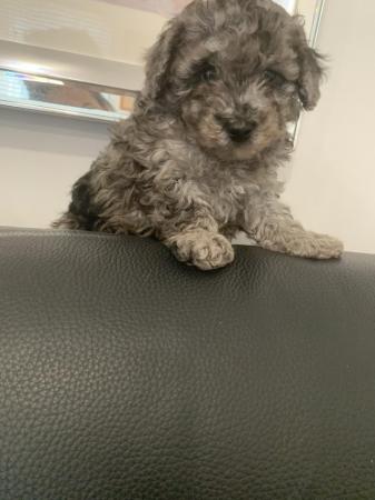 Image 2 of Stunning Maltipoo Puppies for sale