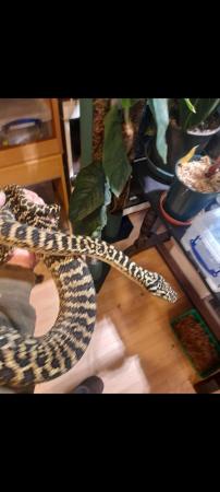Image 5 of Zebra Jungle carpet python female
