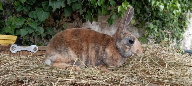 Image 4 of Tri colour and harlequin mini rex baby rabbits