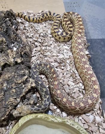 Image 5 of NOW SOLD sub adult bullsnakes for sale.