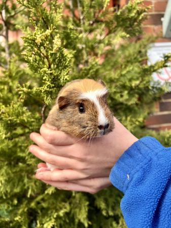 Image 3 of Friendly Guinea pigs for sale
