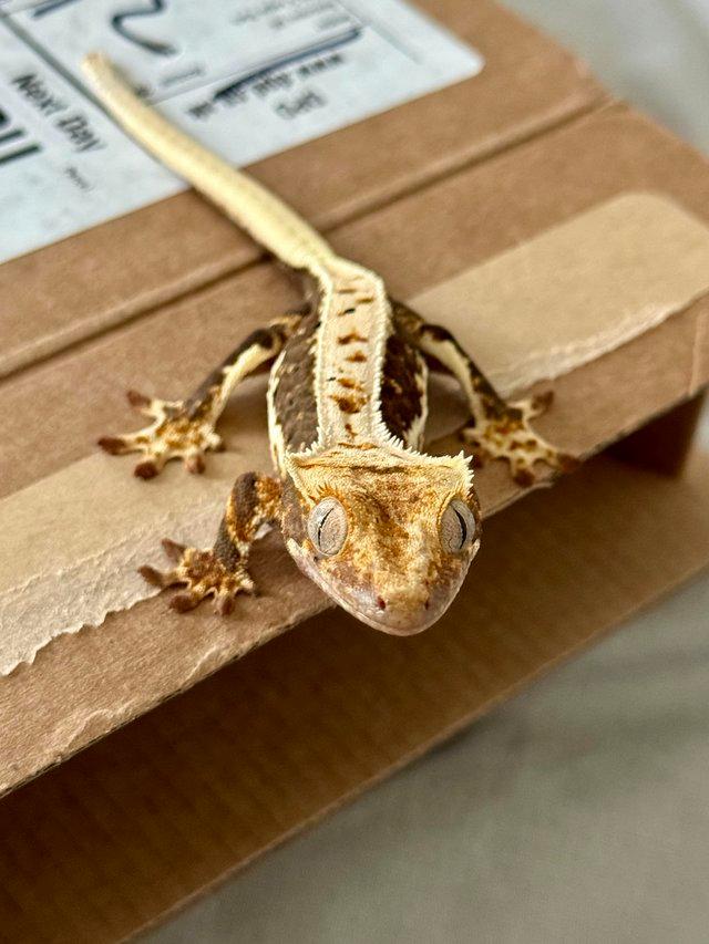 Preview of the first image of Female Crested gecko lily white 50% Het axanthic.
