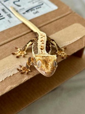 Image 1 of Female Crested gecko lily white 50% Het axanthic