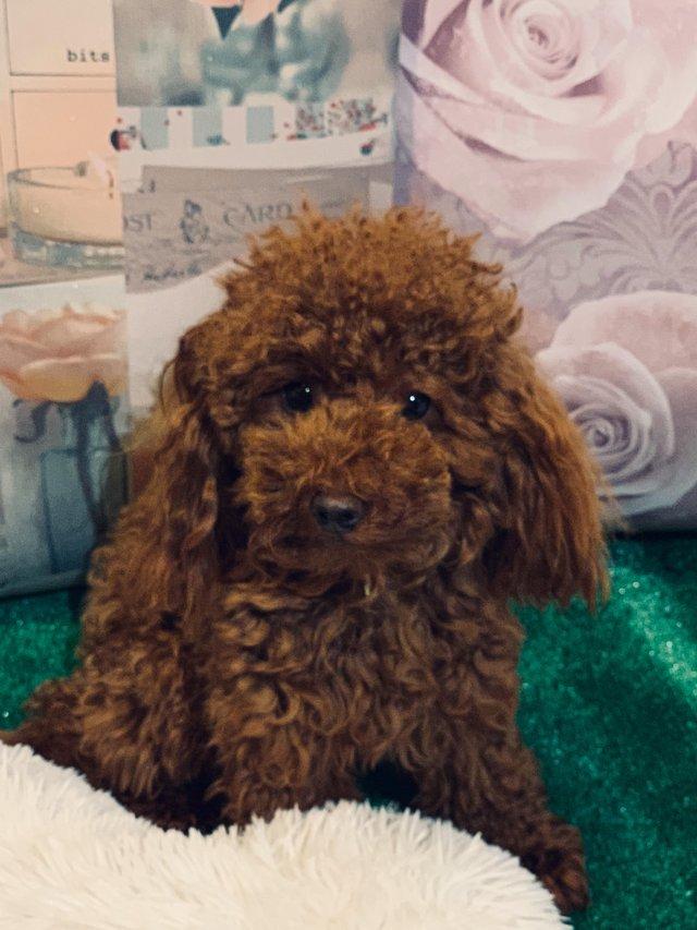 Preview of the first image of Extensively Health Tested Deep Red Toy Poodle Stud.