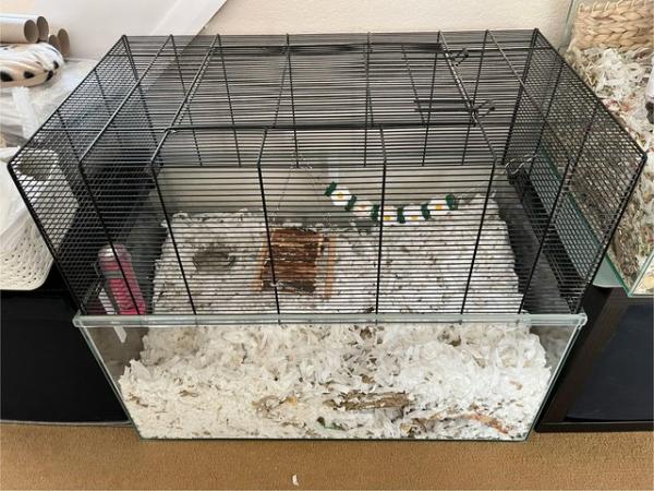Image 20 of Male Gerbils with Glass Tank