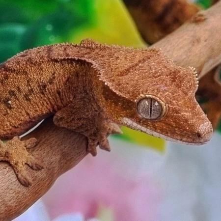 Image 34 of Gecko's Gecko's Geckos!